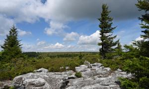 Dolly Sods