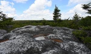 Dolly Sods