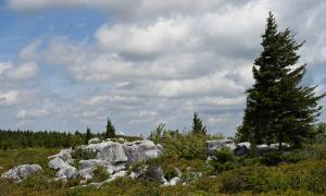 Dolly Sods